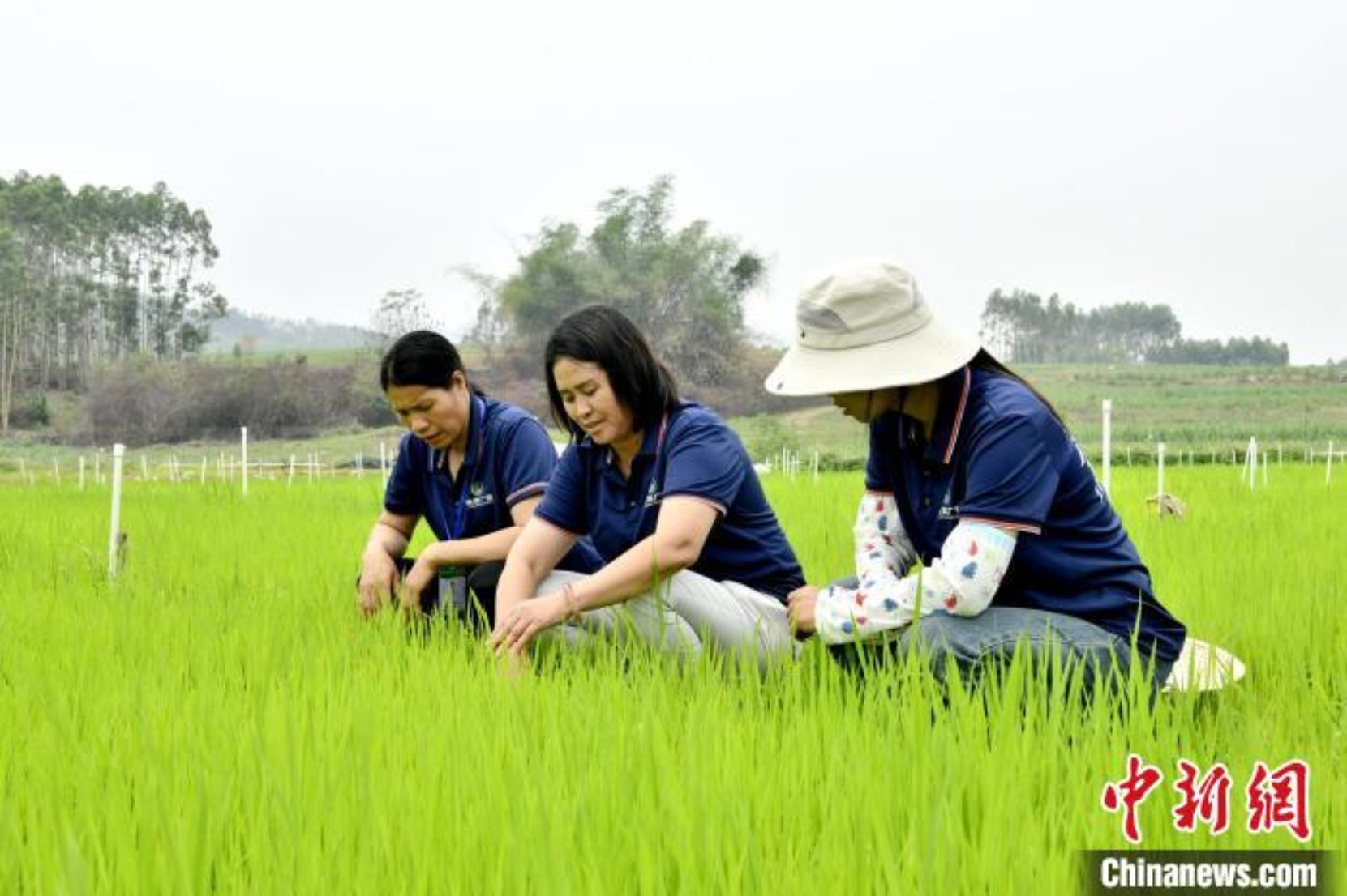 广西来宾种粮大户莫丽荣：农业有奔头 饭碗才端得稳