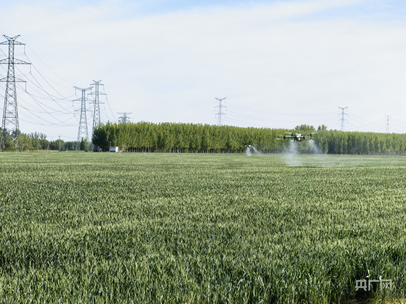 高温持续农业专家支招应对干热风