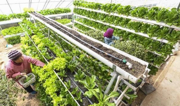 全球生态农业行业分析-发展模式、案例分析与发展趋势