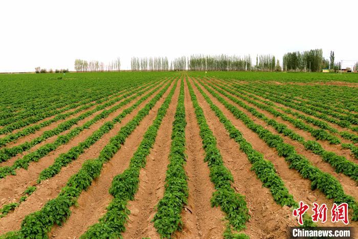 沙漠腹地民勤可“盐”可“甜”(图2)