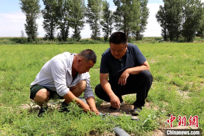 沙漠腹地民勤可“盐”可“甜”(图3)