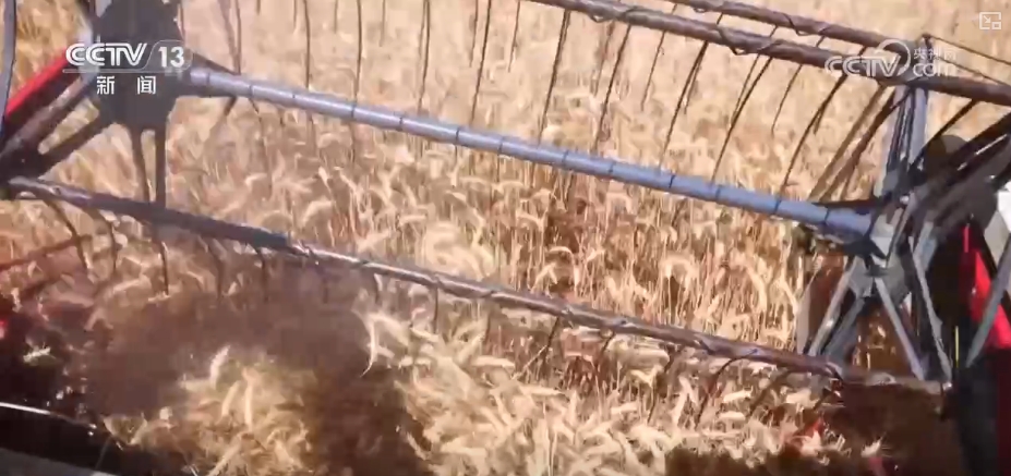 粮食减损过硬“新招”让颗粒归仓有保障 科技赋能夯实粮食安全(图6)