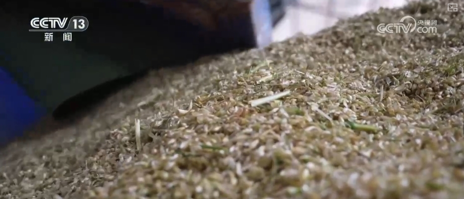 粮食减损过硬“新招”让颗粒归仓有保障 科技赋能夯实粮食安全(图5)