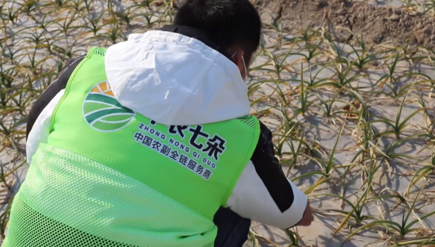 数智赋能：中农七朵如何领航农业数智化变革？(图3)