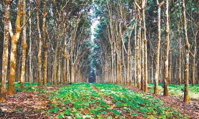 【高质量发展产业调研】林下生金(图2)