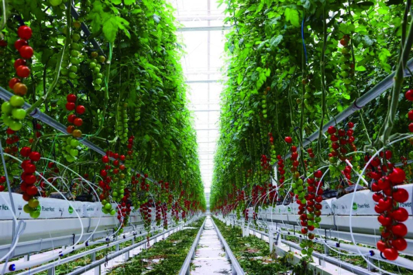 全链赋能 科技驱动 首农食品集团全力拎稳首都“菜篮子”