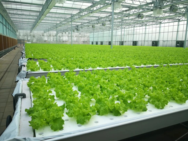 全链赋能 科技驱动 首农食品集团全力拎稳首都“菜篮子”(图4)