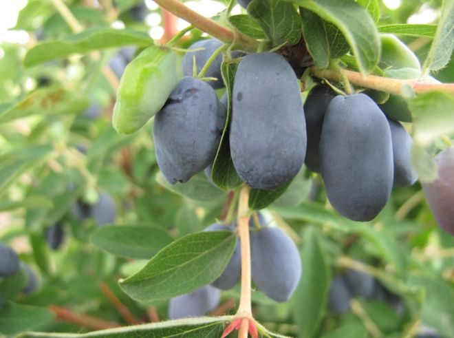 中俄跨境合作黑龙江黑河如何成为育种“国际枢纽”？ 2025年生物多样性保护和可持续利用实践成果⑩