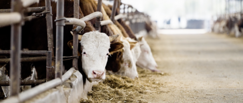 全产业链深耕+科技品质双驱动重庆恒都食品铸就行业标杆典范(图2)