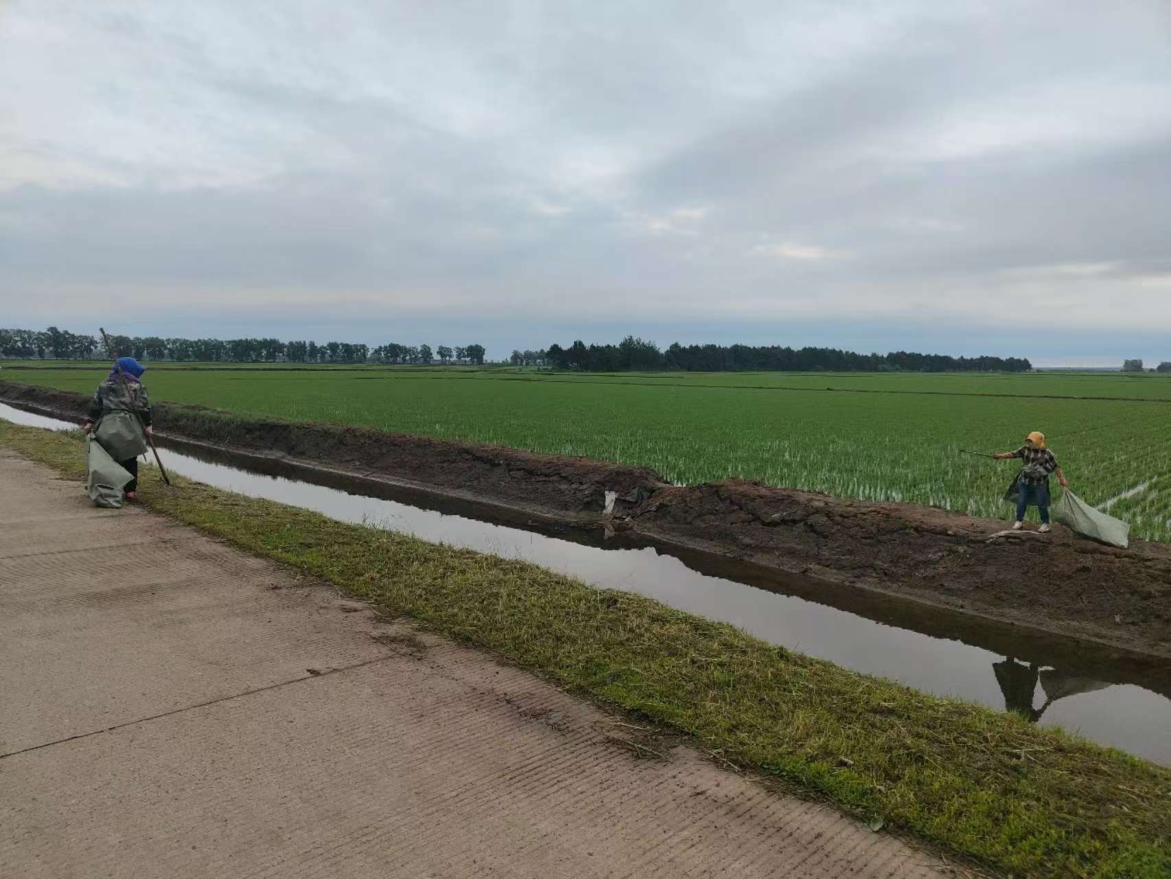 聚焦北大荒青龙山农场推动农业绿色可持续发展