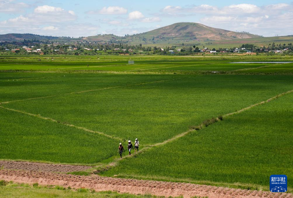 中非共谱非洲农业现代化新篇章