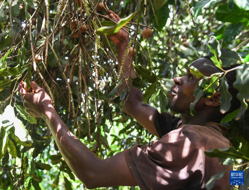 中非共谱非洲农业现代化新篇章(图7)