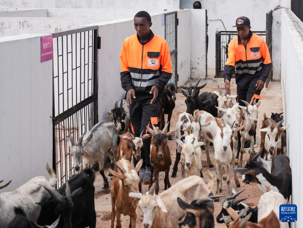 中非共谱非洲农业现代化新篇章(图8)