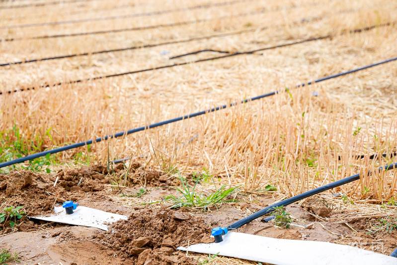 行走中原麦田 智慧农业“样板田”种出“吨粮”新希望(图2) 行走中原麦田 智慧农业“样板田”种出“吨粮”新希望(图2)