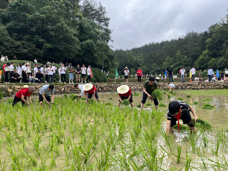 湖南湘潭韶山村举行生态农业共富责任田插秧助农活动(图2)