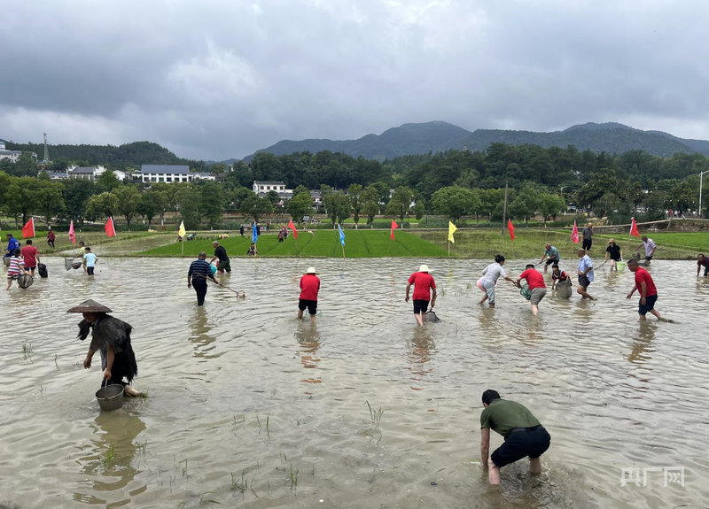 湖南湘潭韶山村举行生态农业共富责任田插秧助农活动(图3)