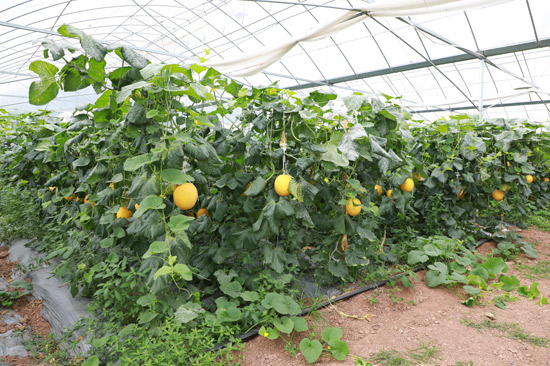 青秀区：智慧农业激活乡村振兴新引擎