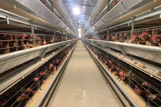 青秀区：智慧农业激活乡村振兴新引擎(图2)