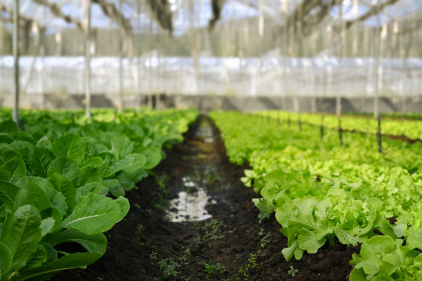 济南莱芜区：智慧农业助力农产品出口数字农业引领可持续发展