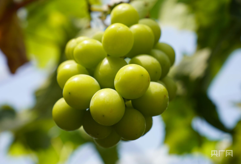 高质量发展看中国｜智慧农业结出“致富果”