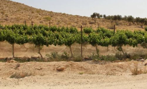 香港中农国际集团“沙漠绿洲农业计划”探索干旱地区可持续种植(图2)