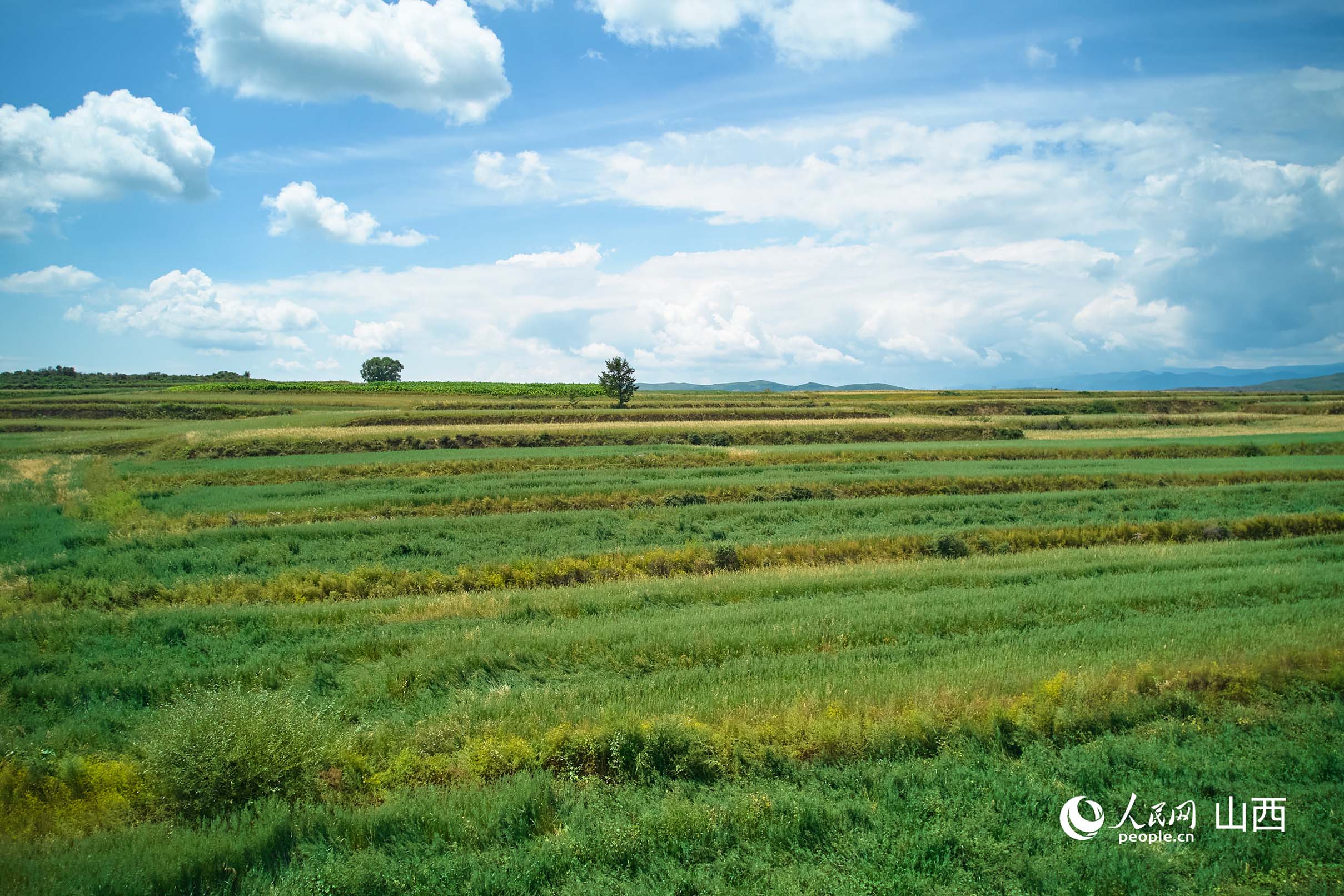 走进民企看发展 山西天池：市场导向 把燕麦产业撑宽拉长