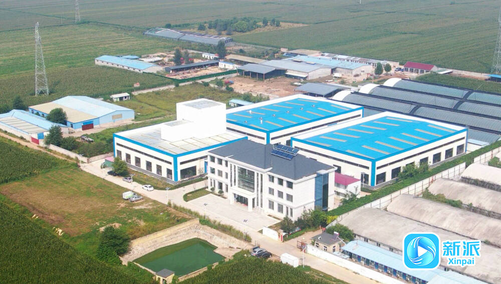 潍坊坊子区：打造生态农业绿色发展新路径(图1)