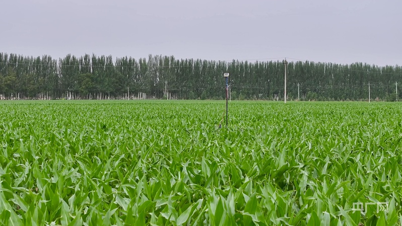 乡村振兴看内蒙古丨“农业新质生产力”激活“绿色经济”双引擎