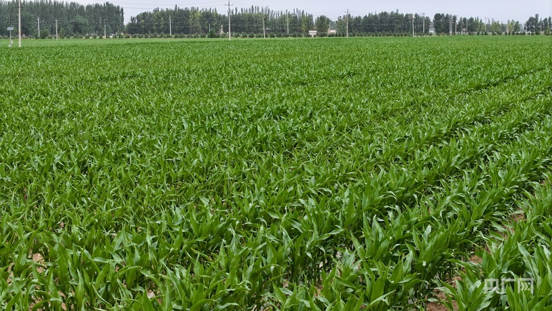 乡村振兴看内蒙古丨“农业新质生产力”激活“绿色经济”双引擎(图3)