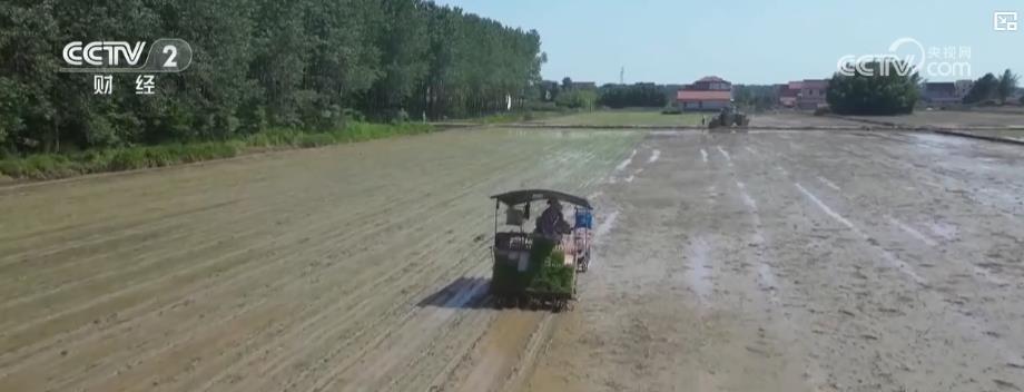 全国夏种进度条持续刷新：多地抢抓农时 筑牢粮食丰收基础(图3)