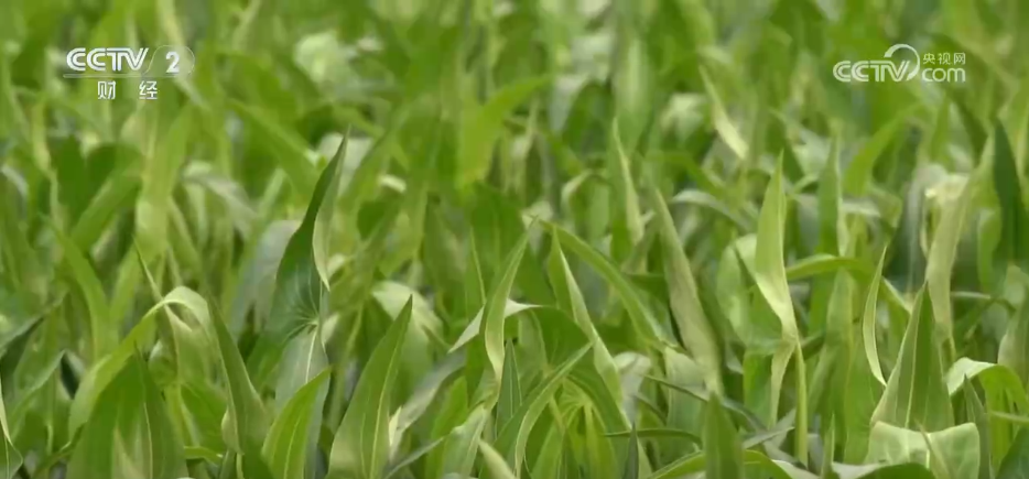 鱼满塘、粮满仓 智慧农业领跑“三夏” 绘就希望的田野好“丰”光(图1)