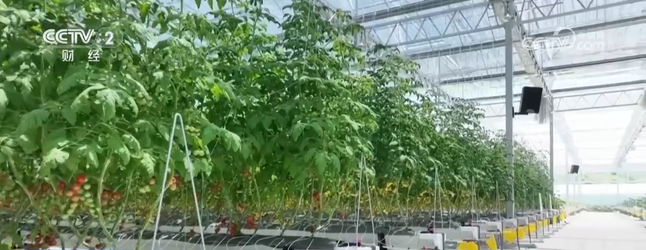 鱼满塘、粮满仓 智慧农业领跑“三夏” 绘就希望的田野好“丰”光(图3)