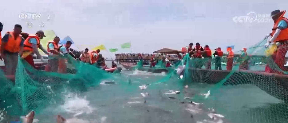 鱼满塘、粮满仓 智慧农业领跑“三夏” 绘就希望的田野好“丰”光(图6)