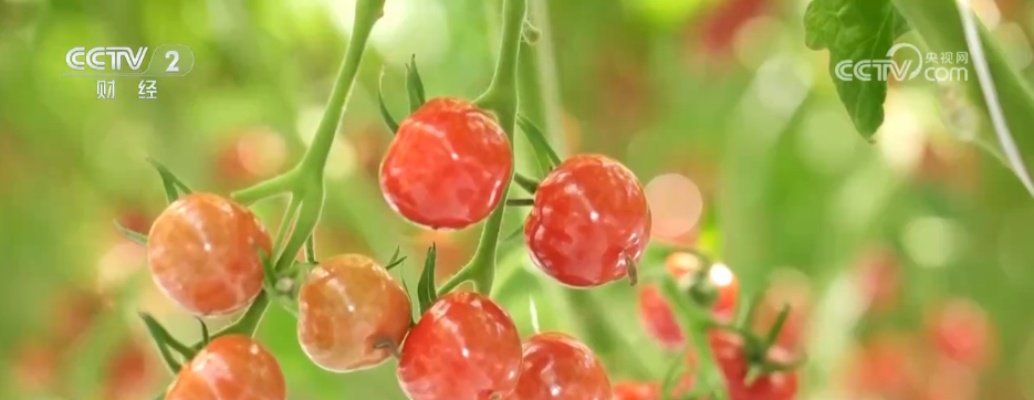 鱼满塘、粮满仓 智慧农业领跑“三夏” 绘就希望的田野好“丰”光(图5)