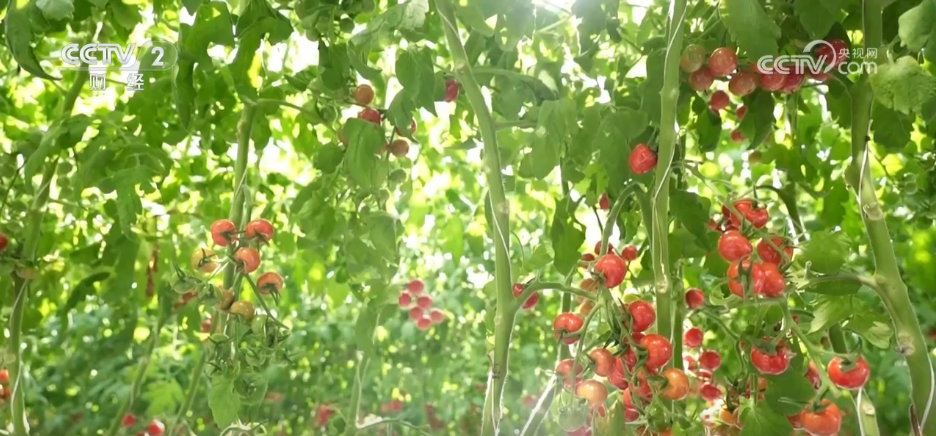 鱼满塘、粮满仓 智慧农业领跑“三夏” 绘就希望的田野好“丰”光(图4)