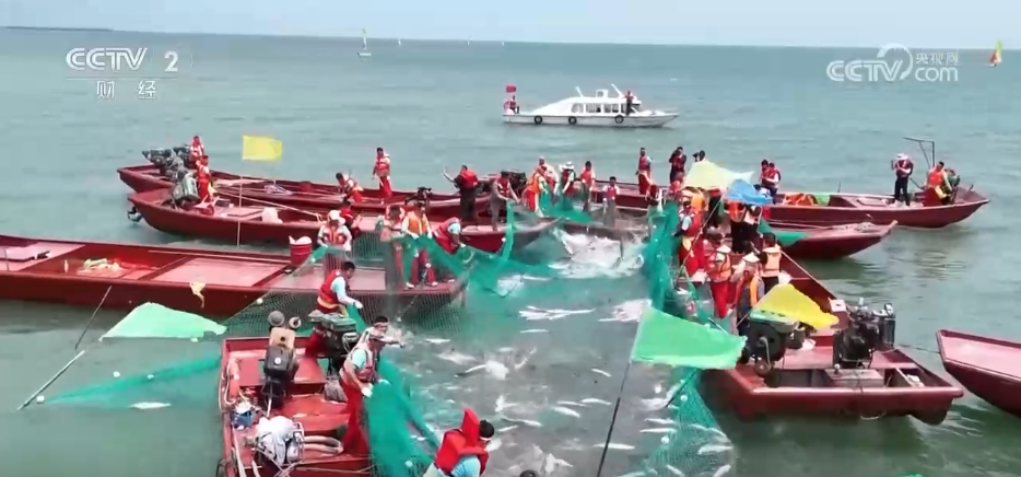 鱼满塘、粮满仓 智慧农业领跑“三夏” 绘就希望的田野好“丰”光(图7)