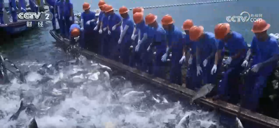 鱼满塘、粮满仓 智慧农业领跑“三夏” 绘就希望的田野好“丰”光(图8)