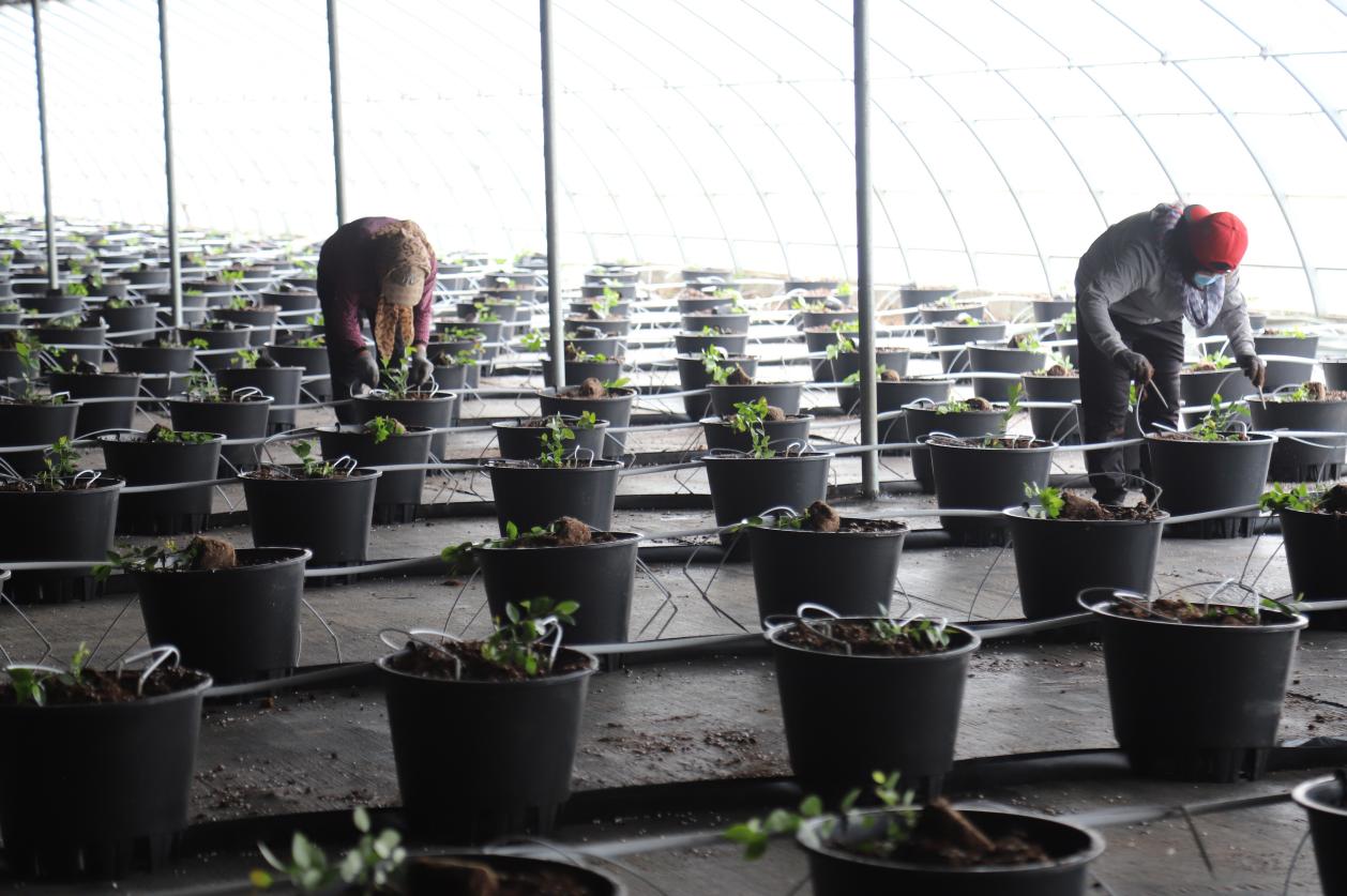 京博：科技创新驱动黄河流域农业现代化实践(图3)