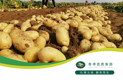 政策赋能科技种田：云盈农业以全产业链创新助力农业强国建设(图3)