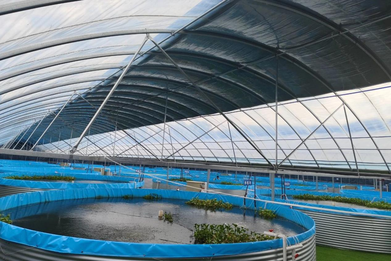 太原市尖草坪区：罗氏虾“游”进现代农业