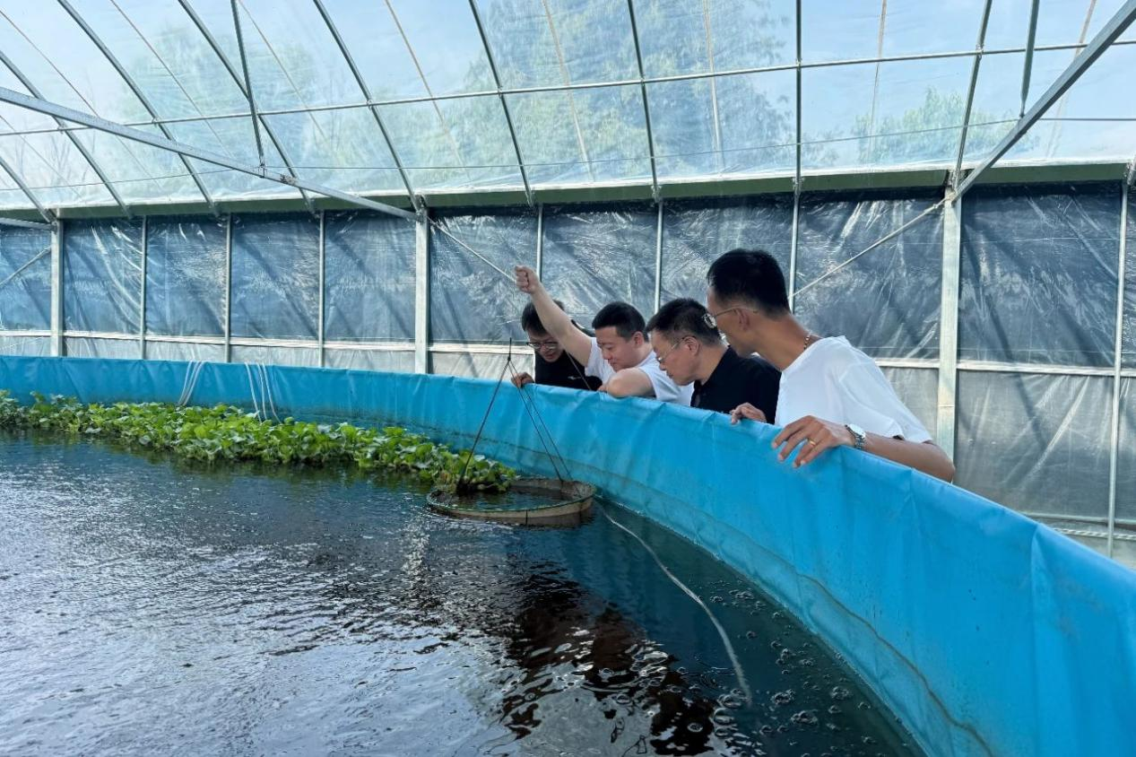 太原市尖草坪区：罗氏虾“游”进现代农业(图2)