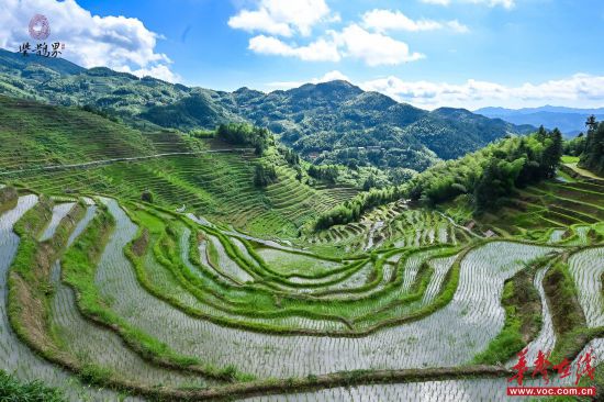 千年梯田“云守护”：紫鹊界创新推出公益认养计划