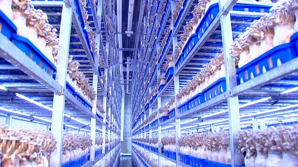 泰州泰兴：“科技+产业”双轮驱动 食品产业特色发展势头强劲(图4)