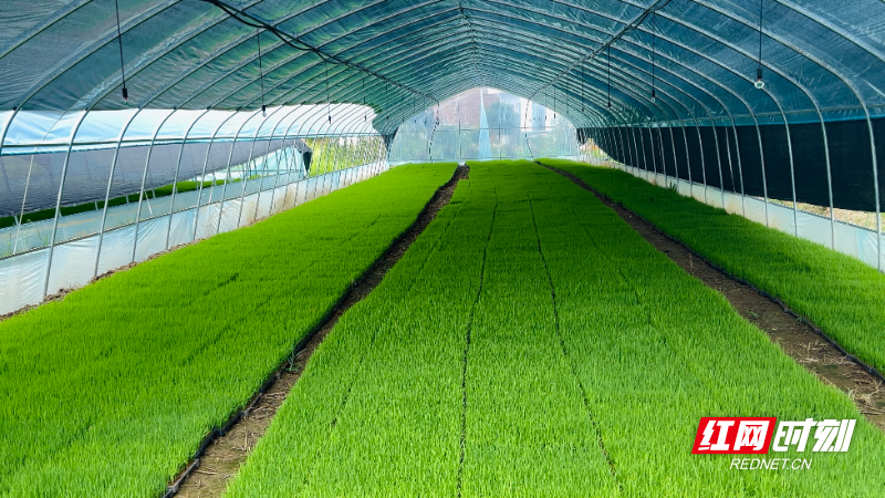 湖南省资兴市回龙山供销合作社入选全国典型案例(图6)