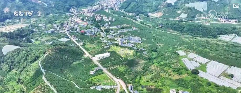 金果繁花绘丰景 特色农业产销两旺拓宽致富路