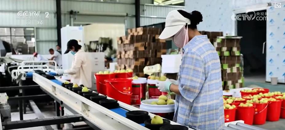 金果繁花绘丰景 特色农业产销两旺拓宽致富路(图3)