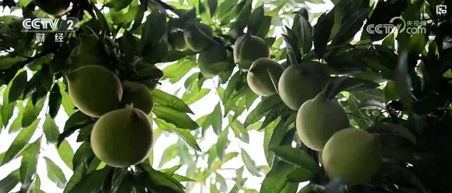 金果繁花绘丰景 特色农业产销两旺拓宽致富路(图2)