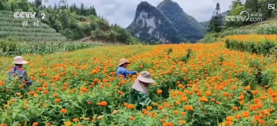 金果繁花绘丰景 特色农业产销两旺拓宽致富路(图5)