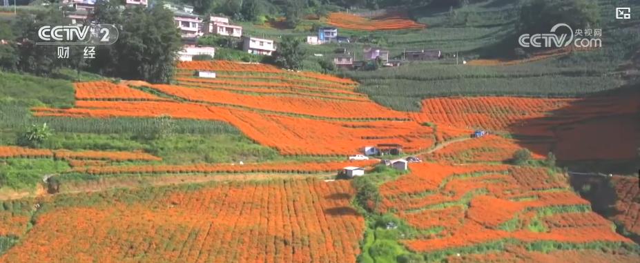 金果繁花绘丰景 特色农业产销两旺拓宽致富路(图4)