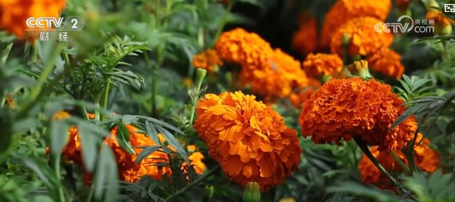 金果繁花绘丰景 特色农业产销两旺拓宽致富路(图6)